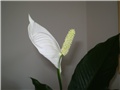cvijet